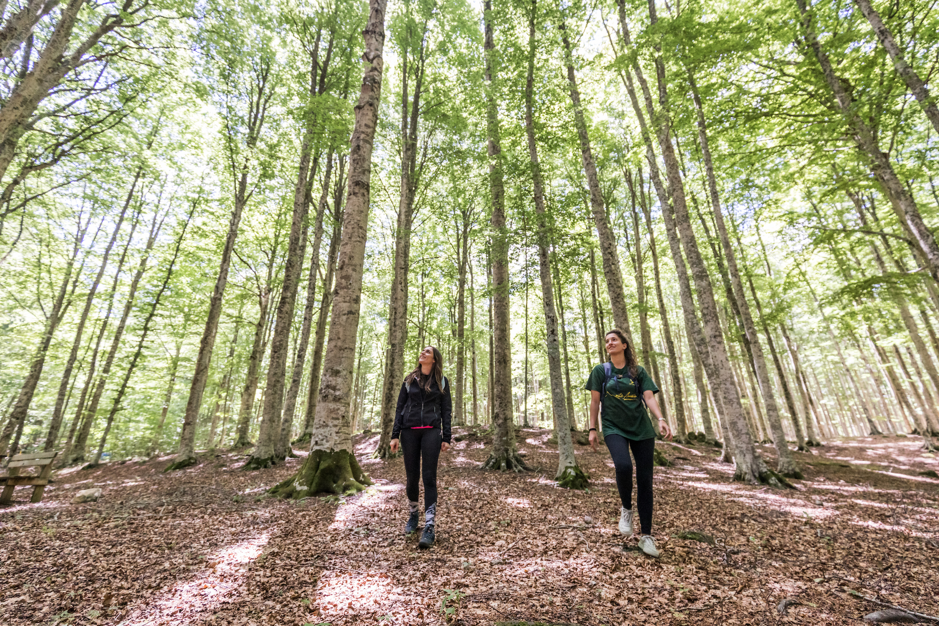 Forest bathing in the Amiata wood of beech trees
