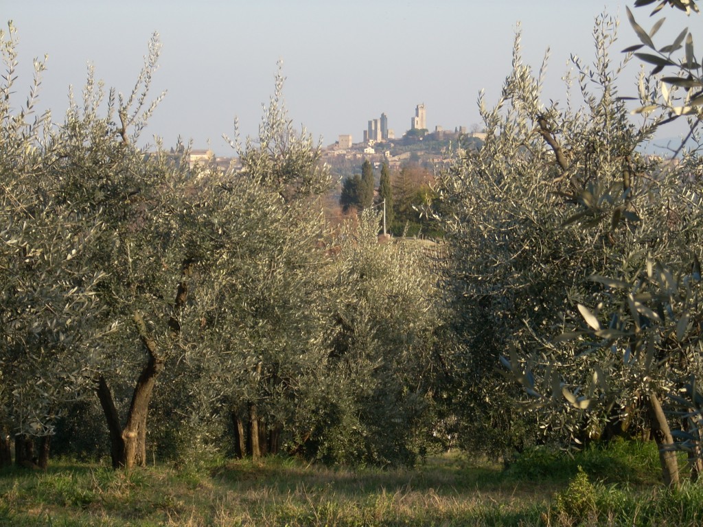 Ein Olivenhain in der Provinz Siena