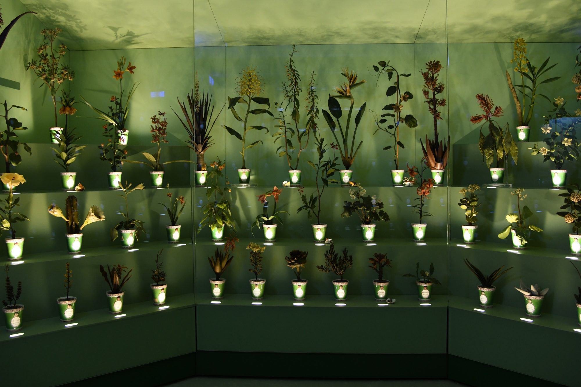 Museum La Specola, Art and Science, botanical waxes
