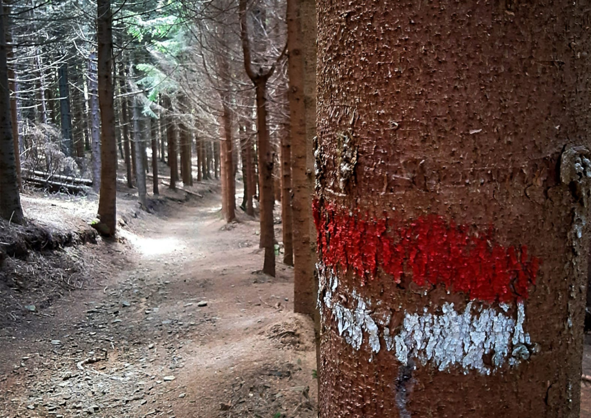 Il sentiero che attraversa la Foresta del Brattello