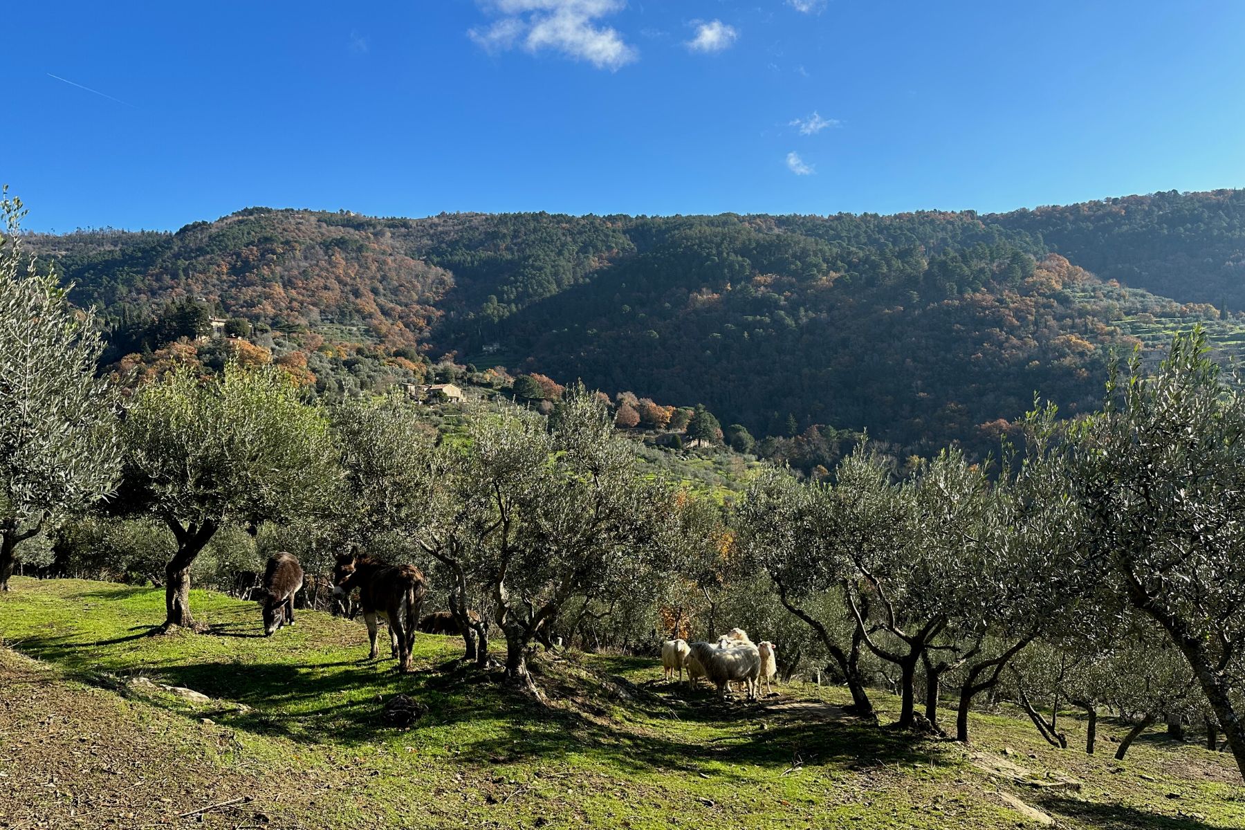 Olive groves in the Cortona countryside