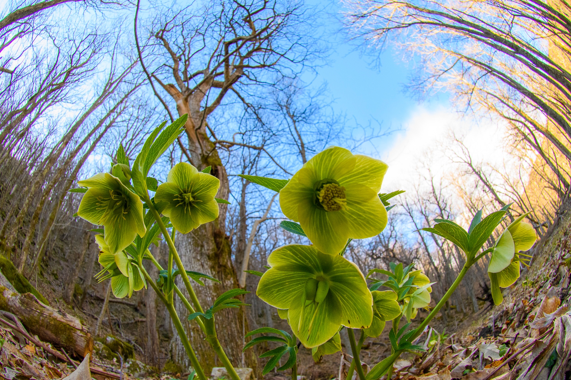 La fioritura dell'Elleboro nel Parco delle Foreste Casentinesi