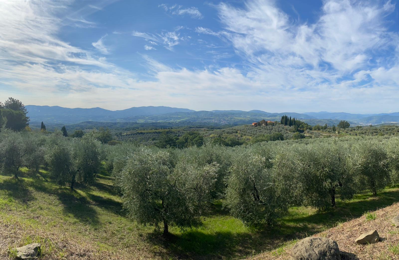 The olive groves