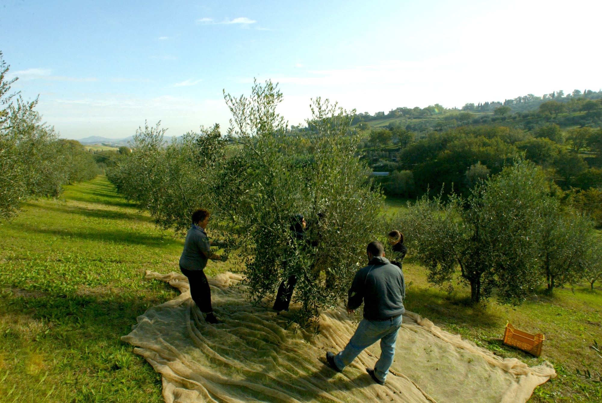 Olive harvest in Valdichiana Senese