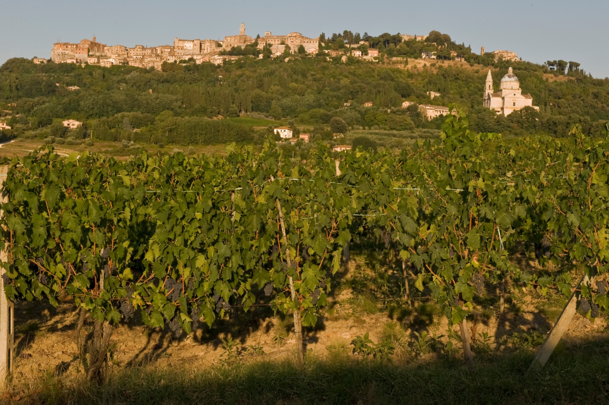Montepulciano y sus viñedos