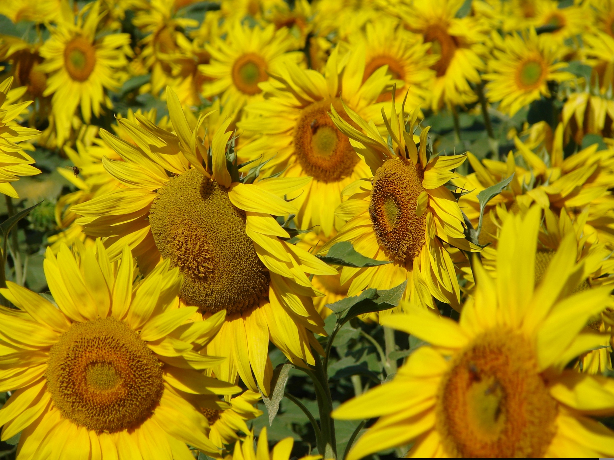 Sonnenblumen in der Valtiberina