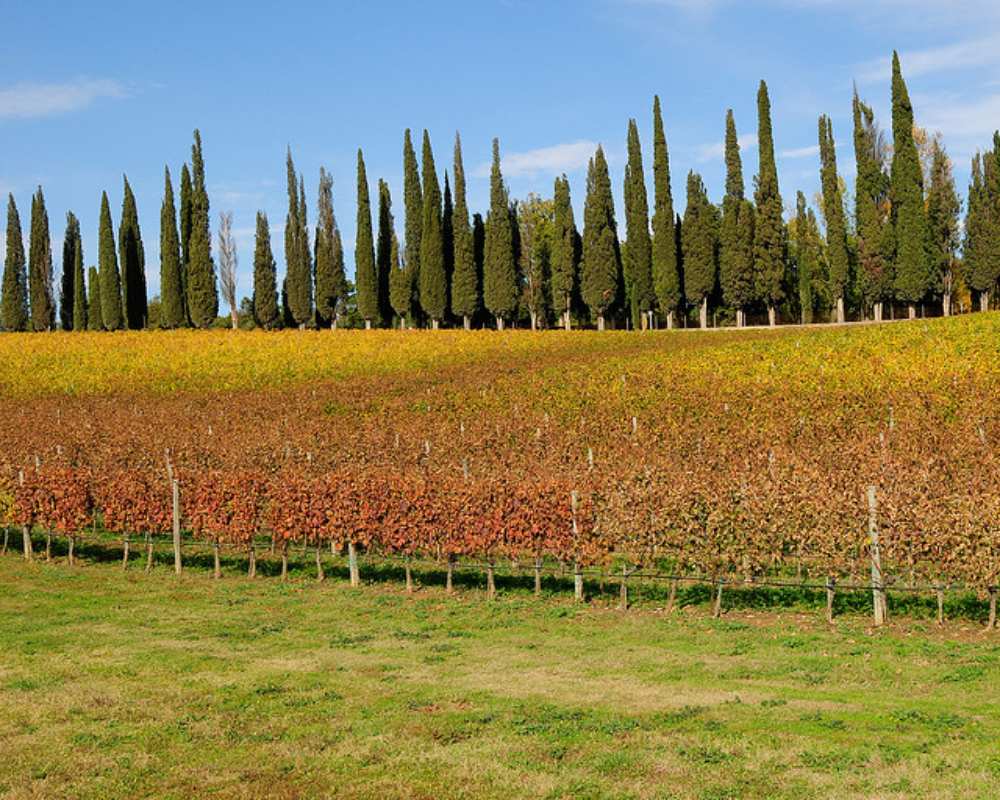 Vineyards in Castelnuovo Berardenga