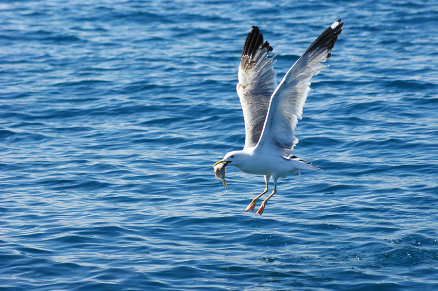 A seagull  while fishing its lunch