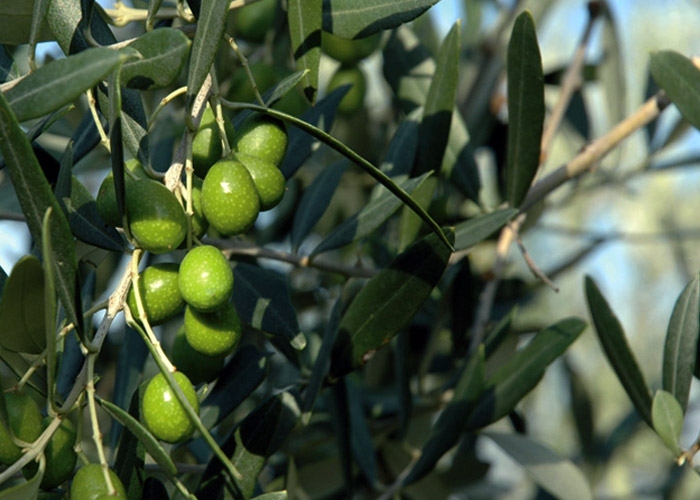 Olivenöl aus Seggiano