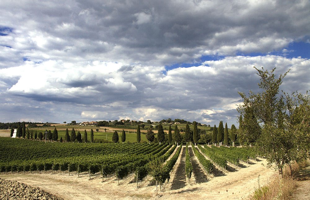 Weinberge in der Val d´Orcia