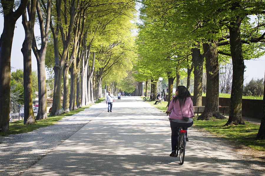 Biking along Lucca tree lined paths