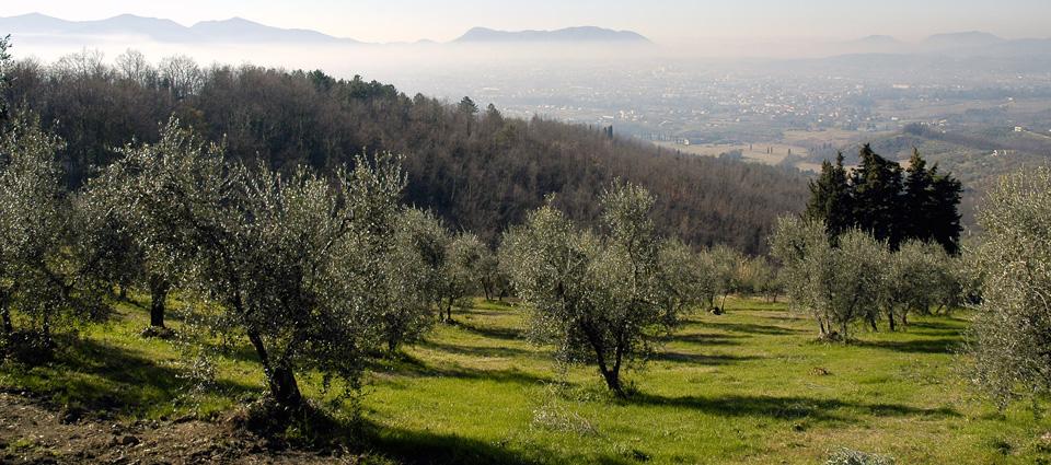 Olive groves near Lucca