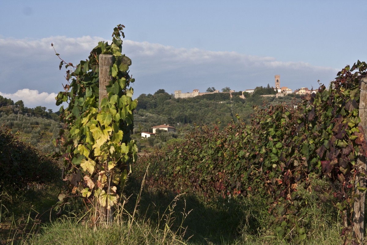 Montecarlo und Weinreben