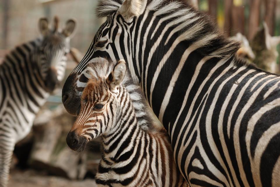 Zebre allo zoo di Pistoia
