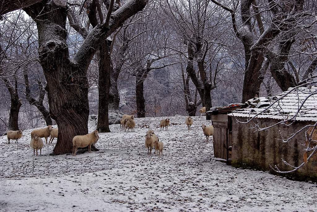 Sheeps in Arcidosso (Maremma)