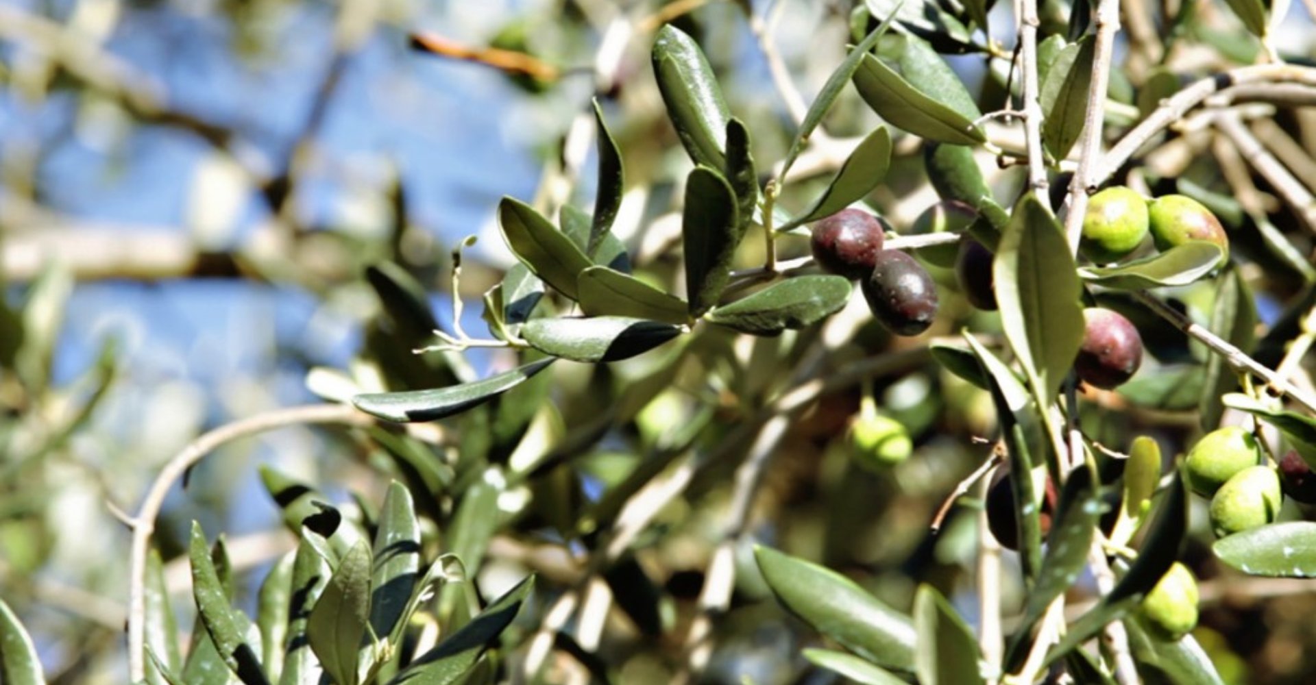 Olivenölstraße der Pisaner Berge