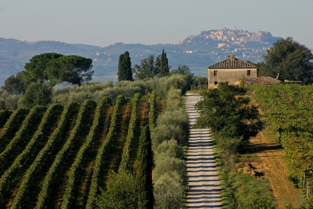 Vineyards and olive groves in Montepulciano