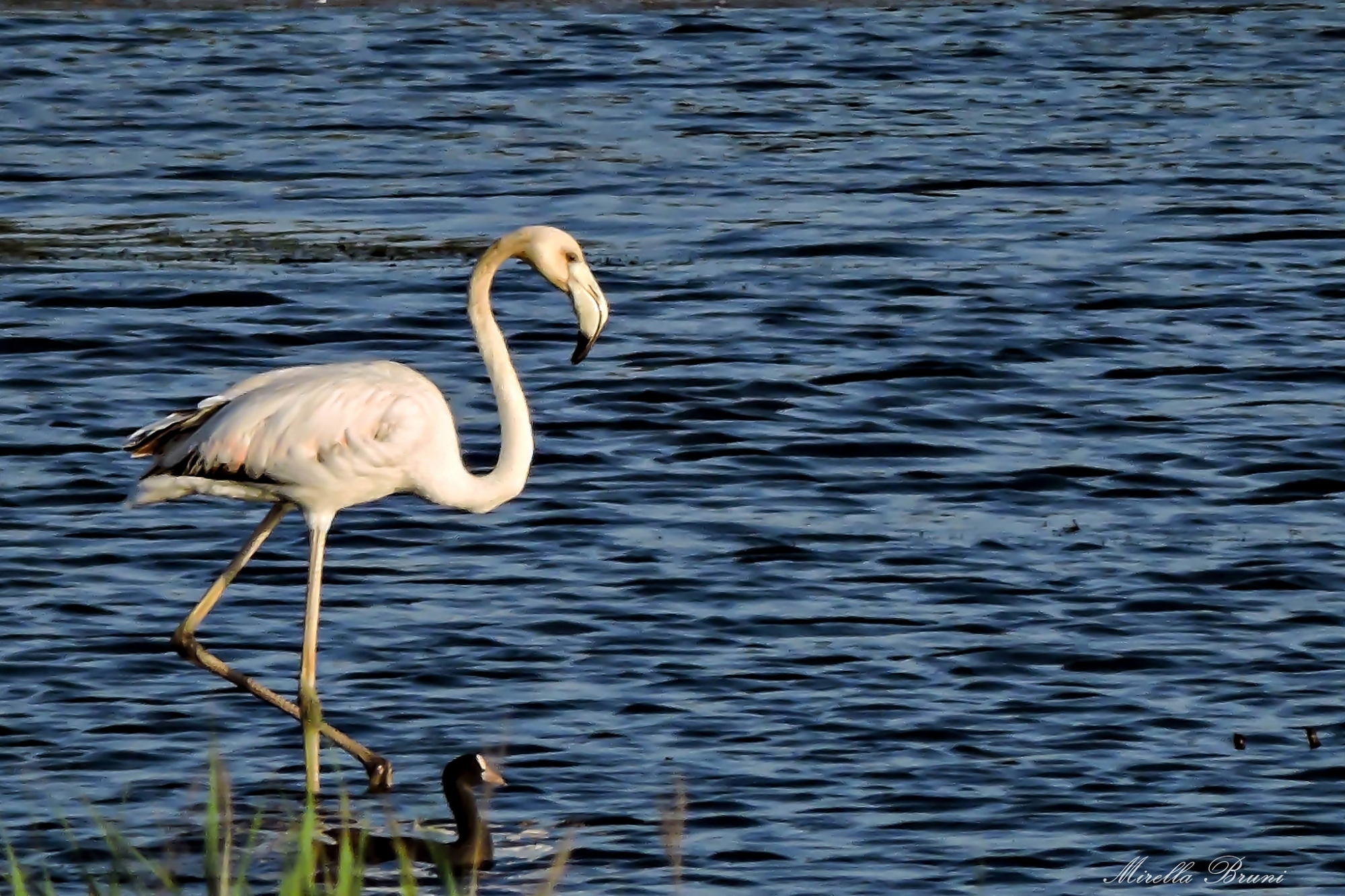 Bottagone Oasis Flamingo
