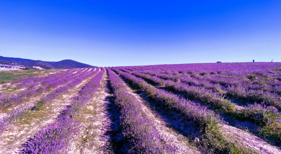 Lavender fields in Tuscany
