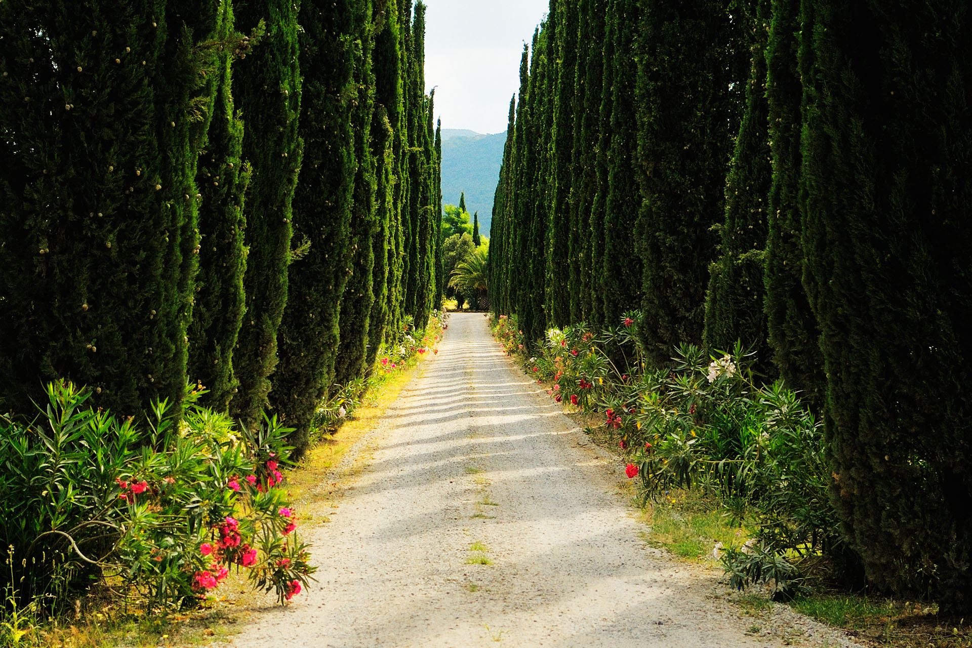 Cypress road in Bolgheri