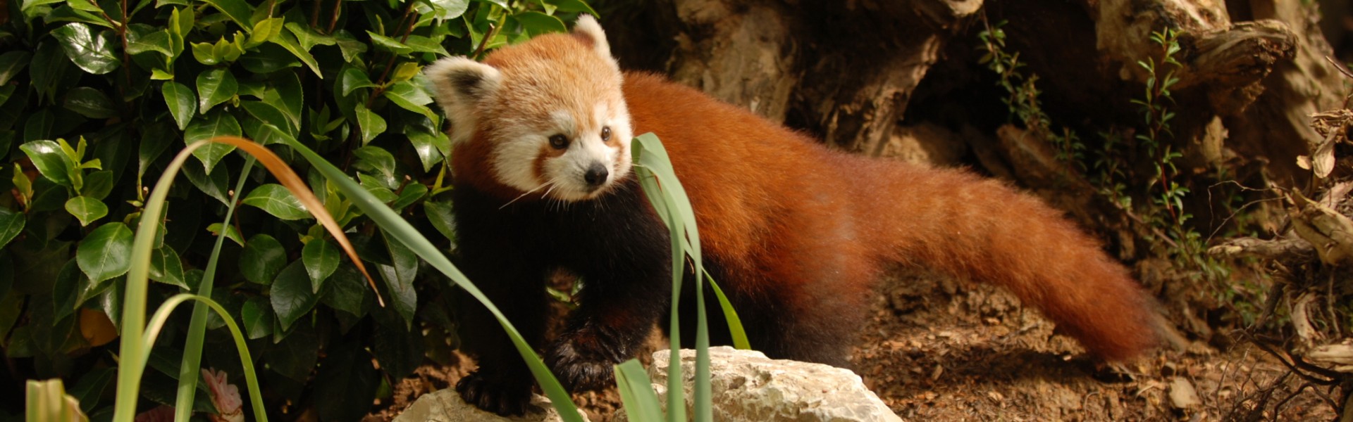 Ein roter Panda im Zoo von Pistoia