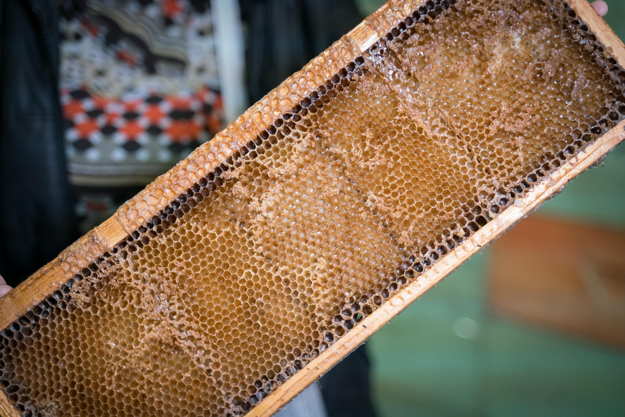 Beehive used for the Lunigiana PDO honey production