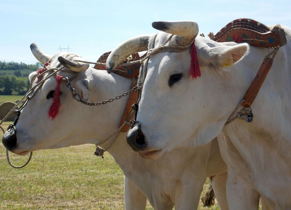 Rinder der Rasse Chianina