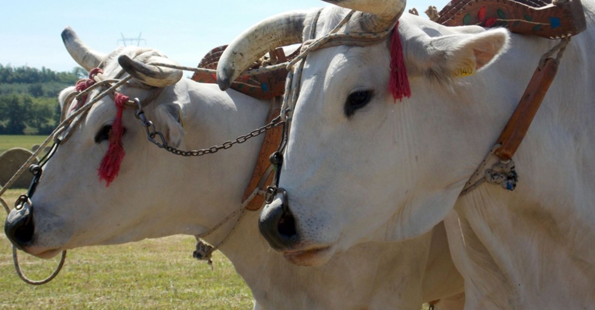 Rinder der Rasse Chianina