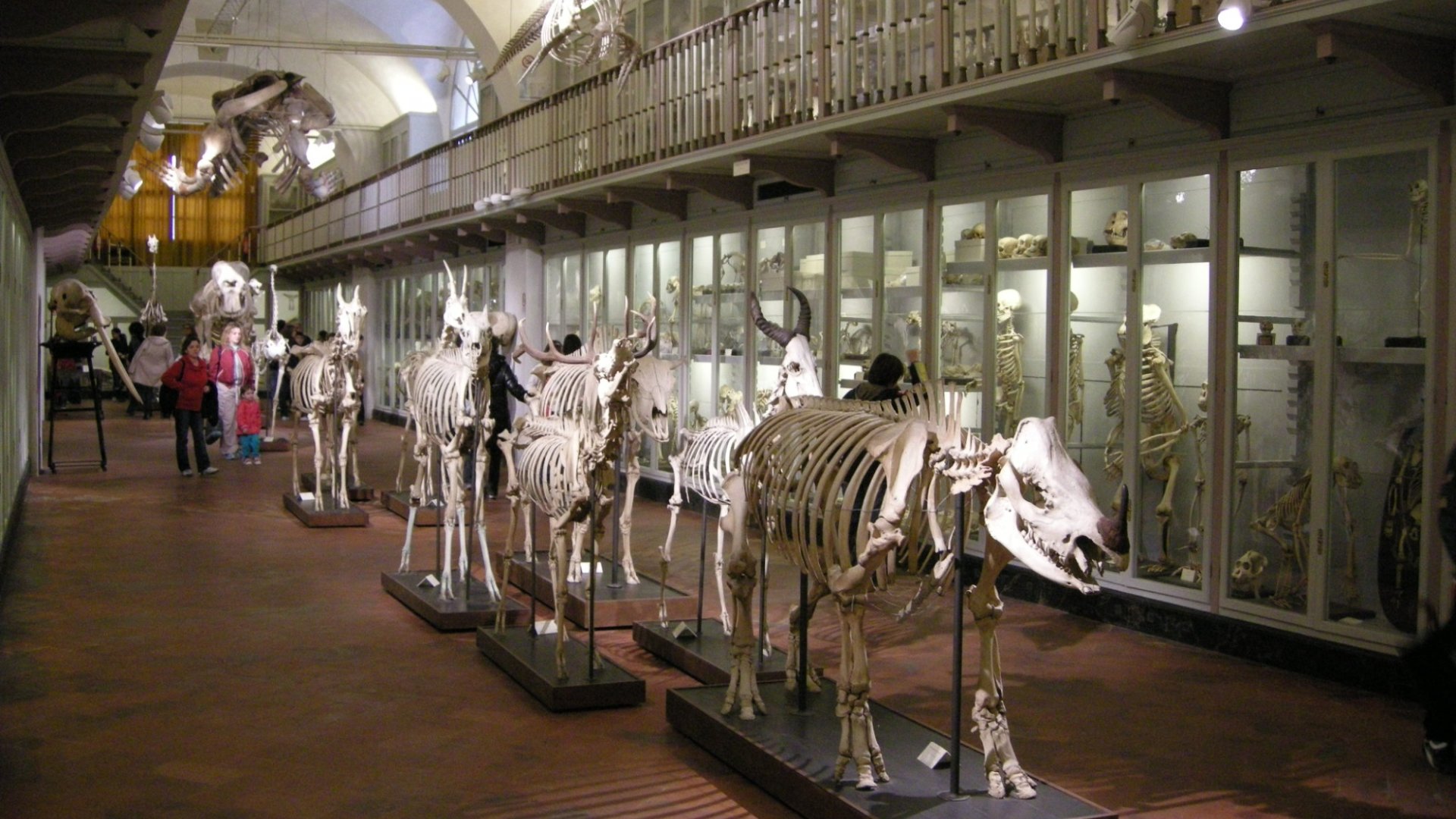 Museo Zoológico La Specola