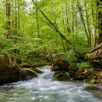 Corso d'acqua che forma una cascatella immerso nella natura delle Foreste Casentinesi