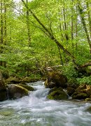 Corso d'acqua che forma una cascatella immerso nella natura delle Foreste Casentinesi