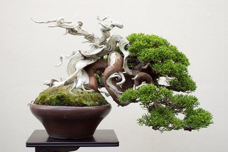 Authentique Bonsaï : Plante Miniature Unique pour votre intérieur