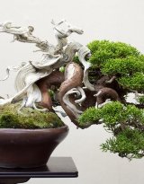 shohin-bonsai-3