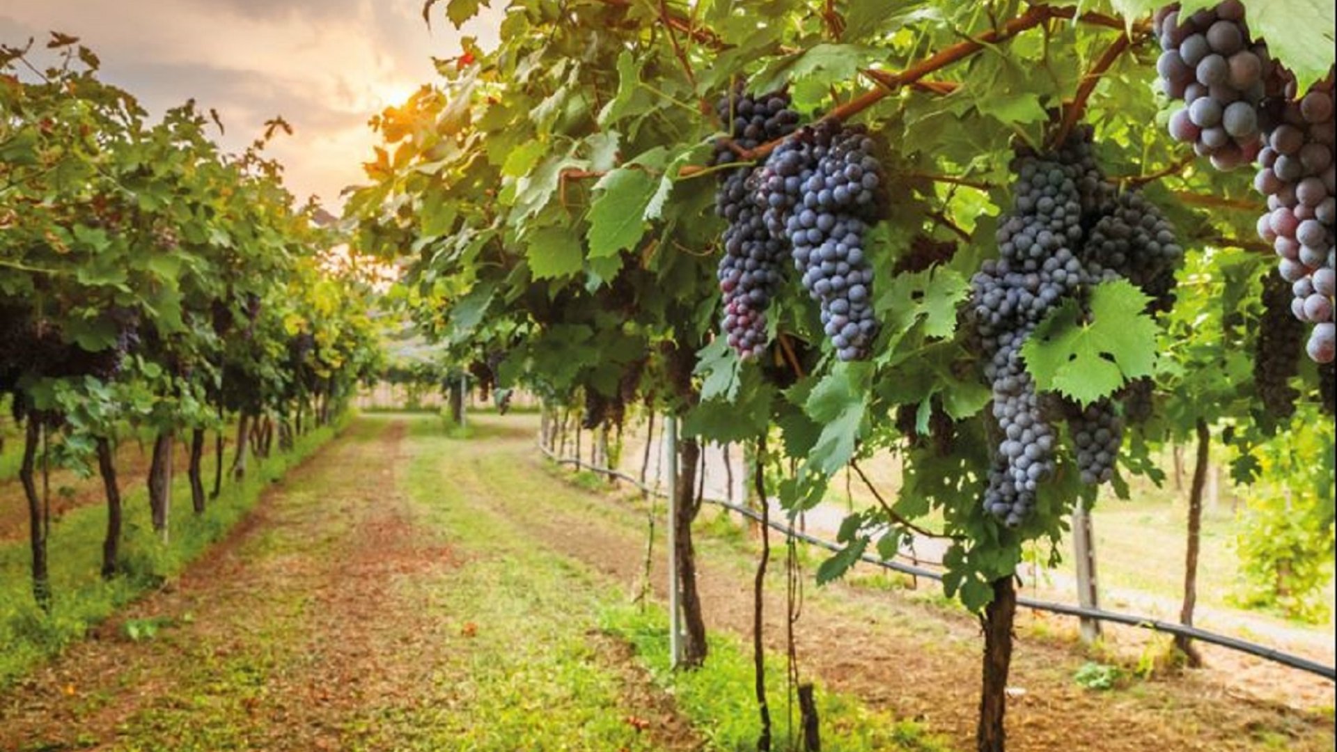 The Chianti tour will allow you to explore the authenticity of the flavors of the Tuscan countryside
