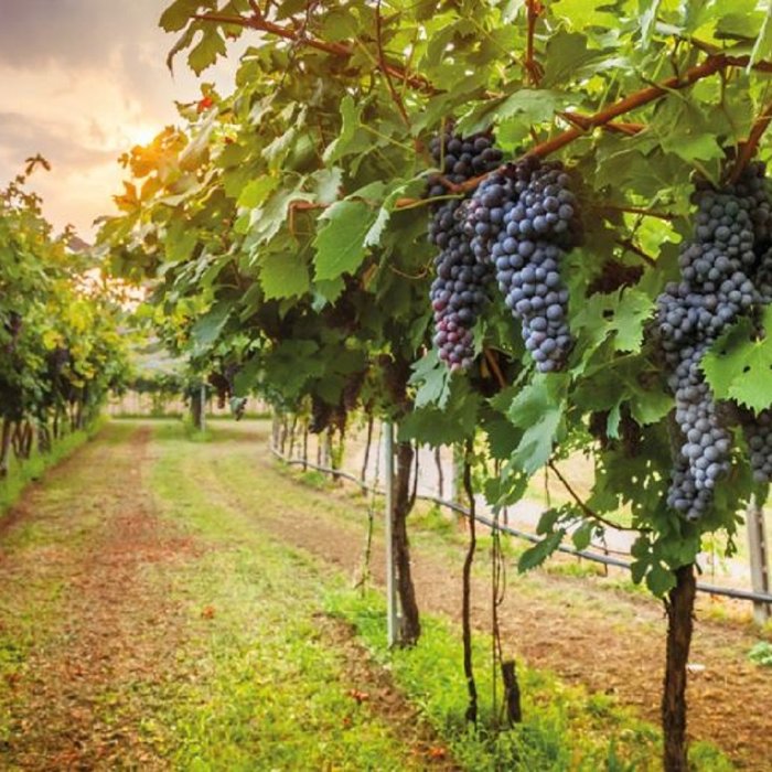 The Chianti tour will allow you to explore the authenticity of the flavors of the Tuscan countryside