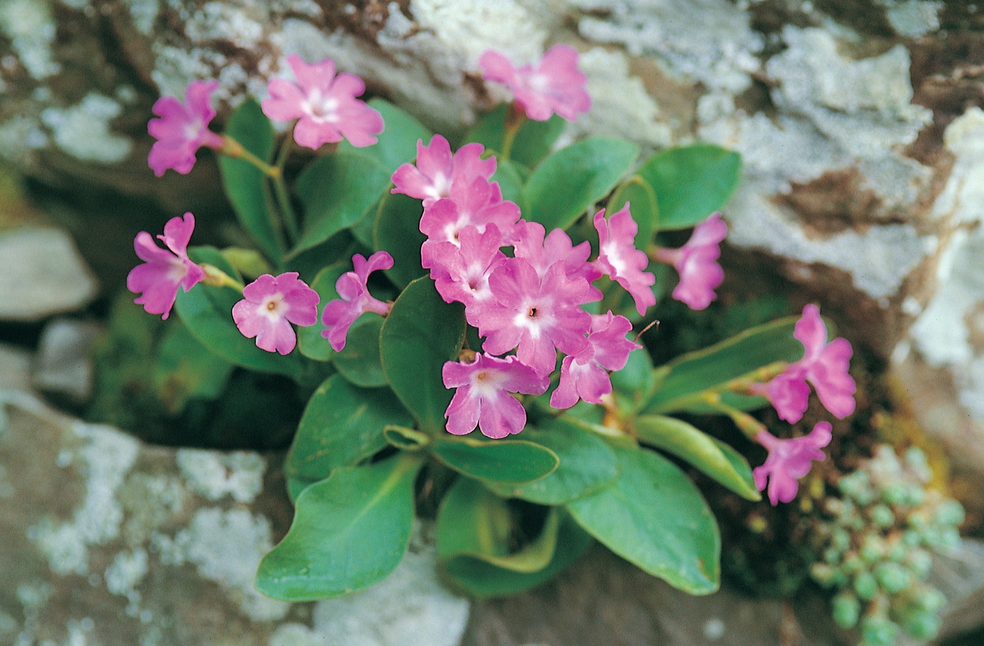 Primula Appenninica