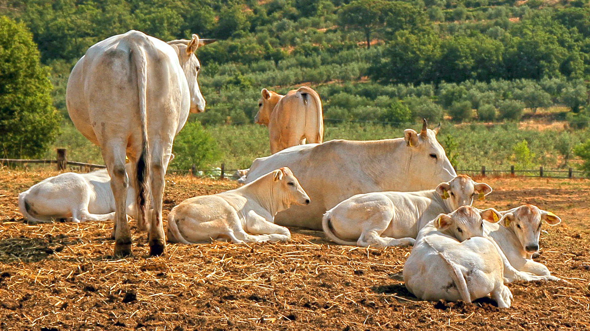 Visit to the Ferragamo family winery: perfect for wine and fashion lovers, gourmet menu with organic wine pairing