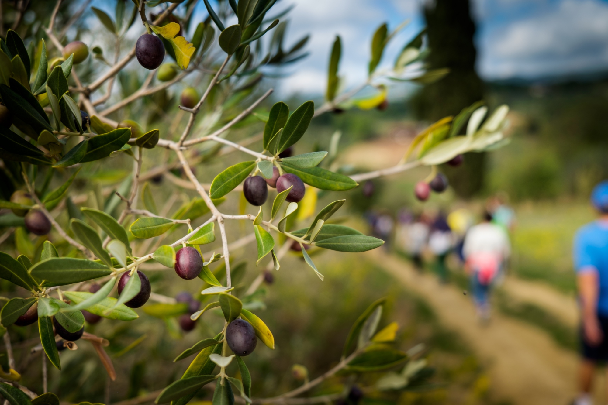 Experience which combines hiking and olive oil tasting with lunch