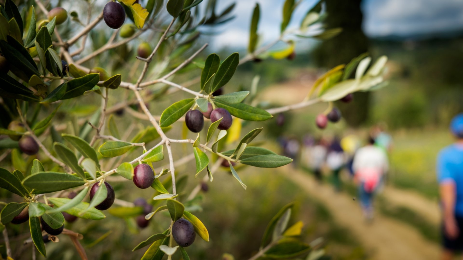 Experience which combines hiking and olive oil tasting with lunch
