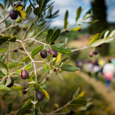 Experience which combines hiking and olive oil tasting with lunch