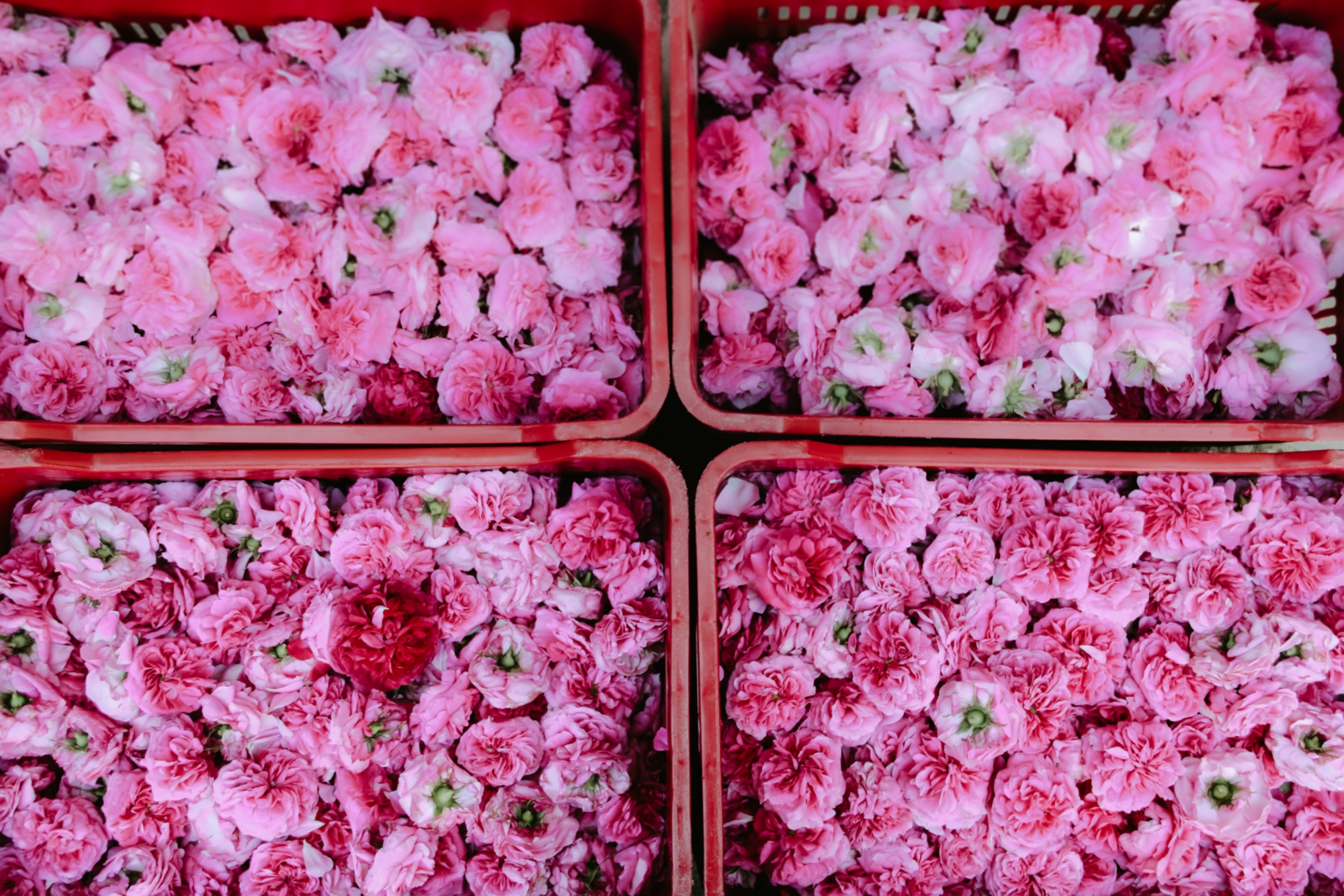 A rose petals harvest experience in a organic farm, which produces syrups and preserves from the petals, on hills in Chianti