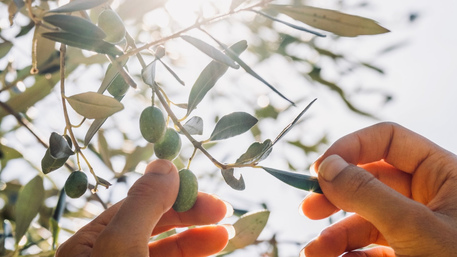 Partecipa alla raccolta e spremitura delle olive nel nostro oliveto a Volterra.