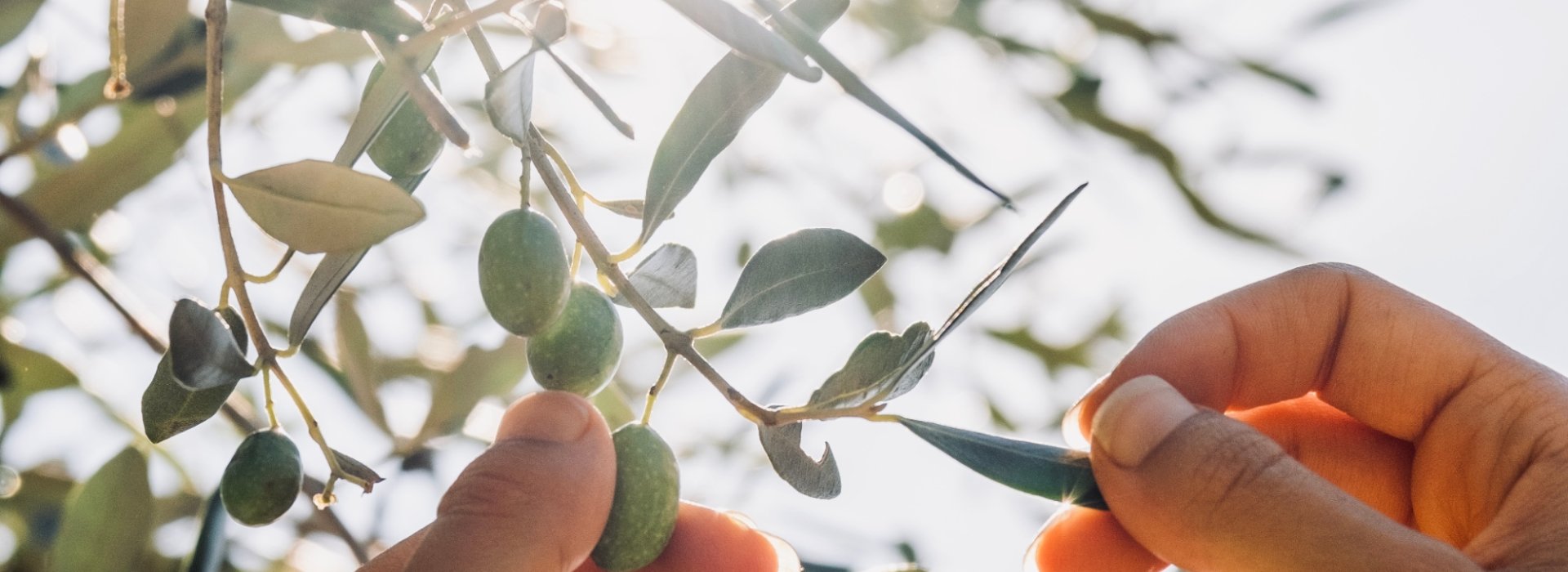 Partecipa alla raccolta e spremitura delle olive nel nostro oliveto a Volterra.