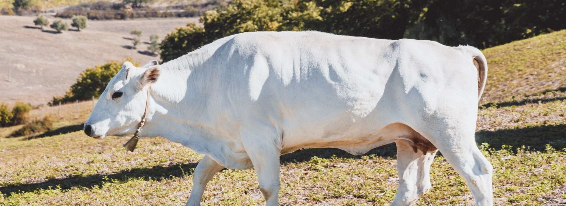 Chianina breed tour in Valdichiana Senese