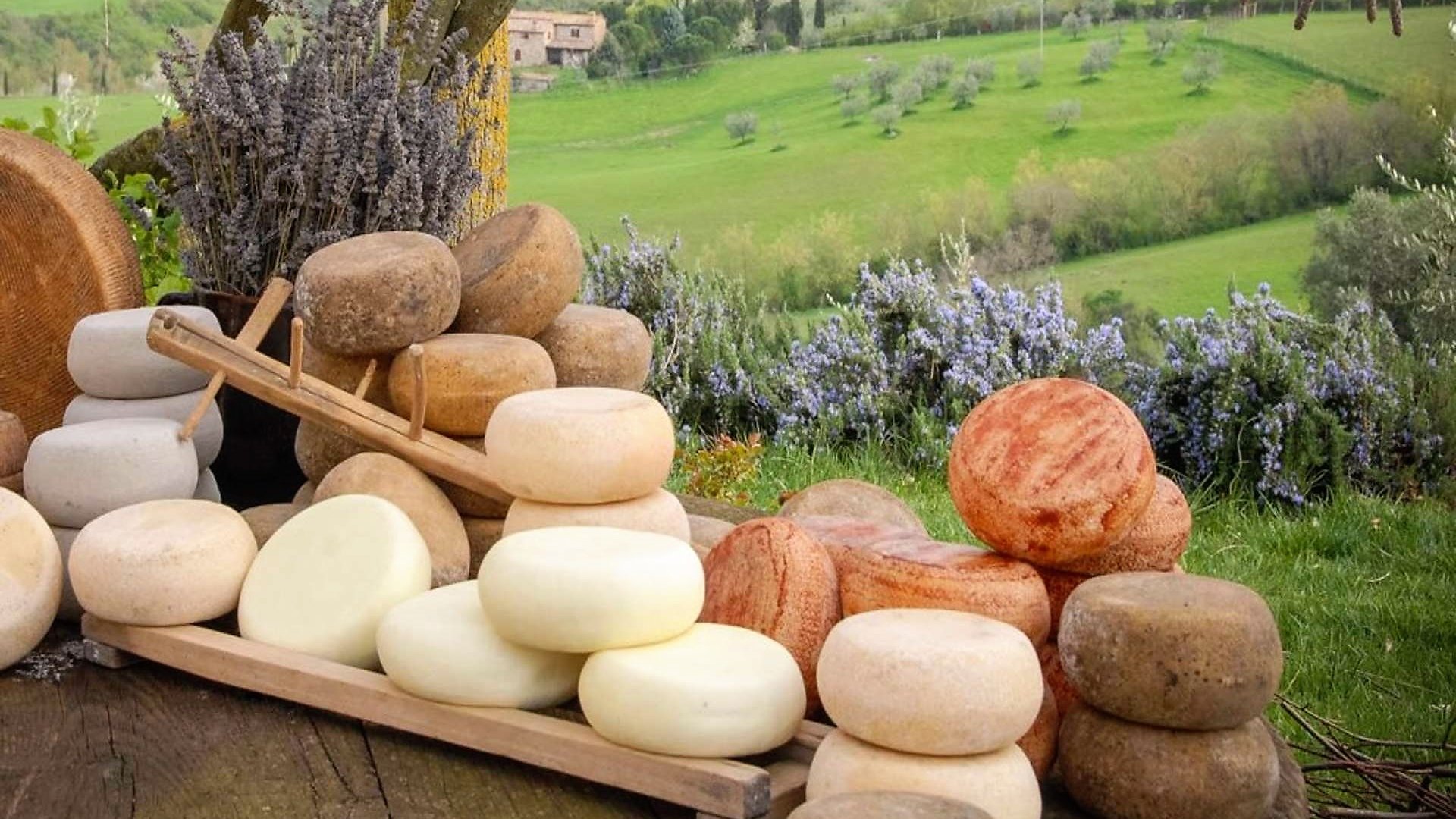 A tour with tasting to discover the secrets of the processing of Pecorino di Pienza, Tuscan cheese excellence.