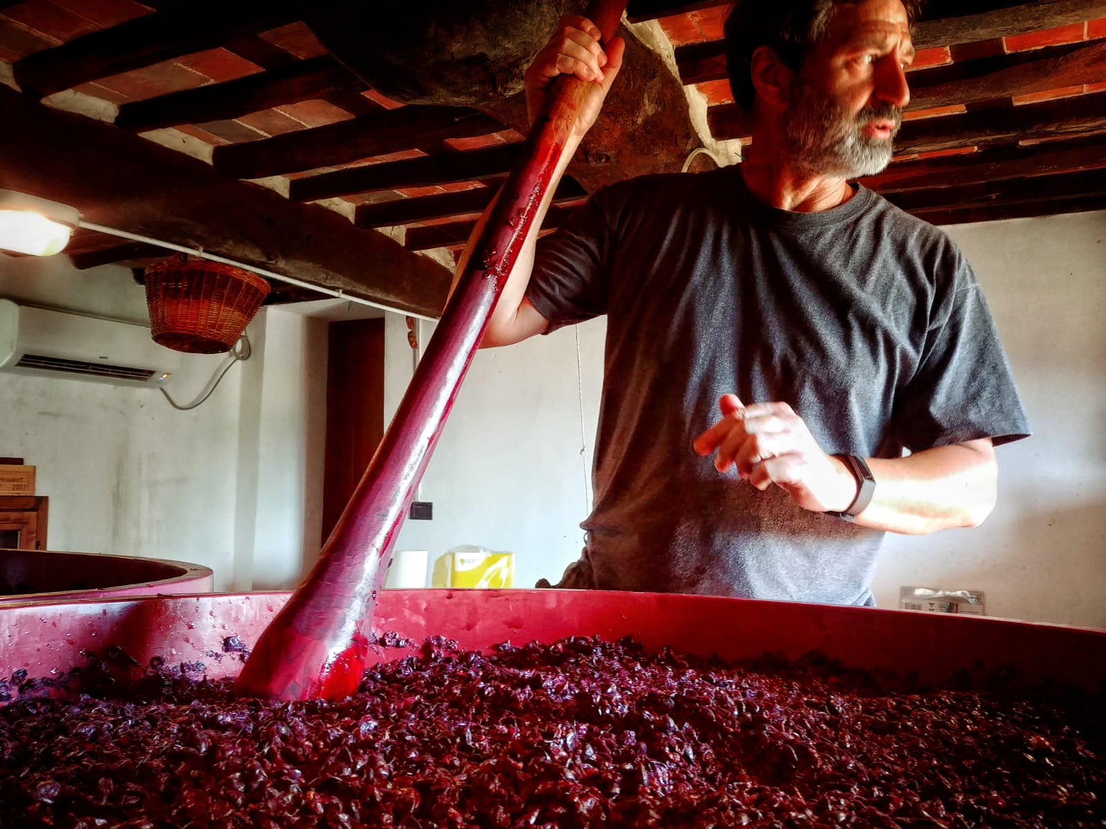 Lucca: e-bike e wine tour