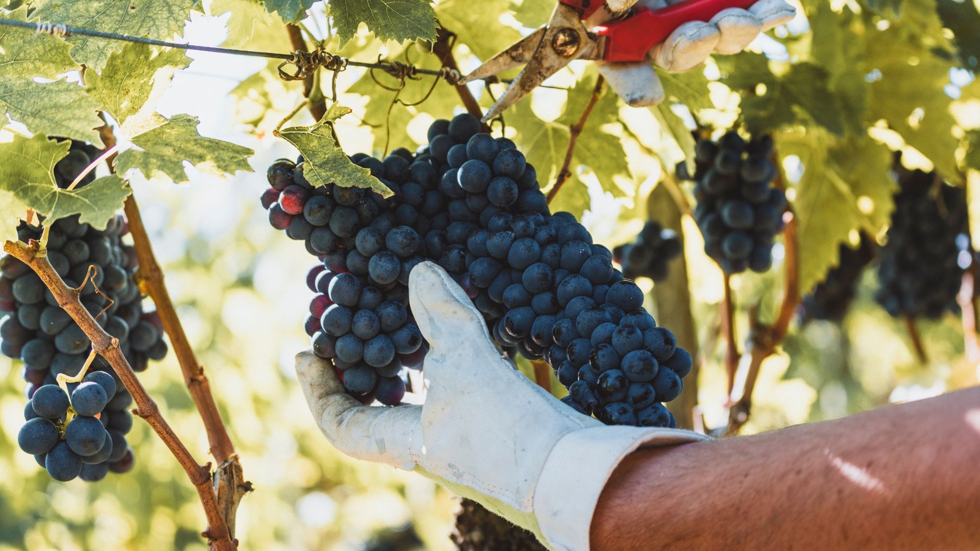 Un'esperienza autentica in vigna per la vendemmia, uno dei momenti di preparazione del Vino Nobile di Montepulciano