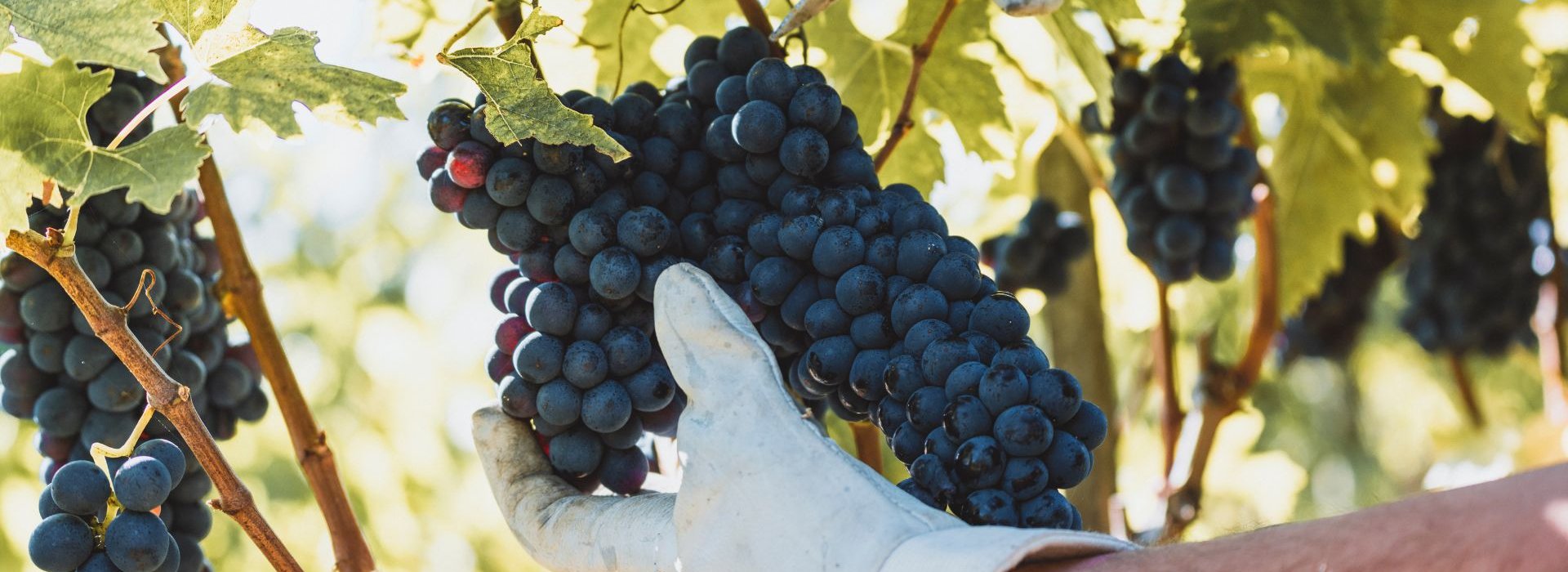 An authentic experience in the vineyard for the harvest, one of the moments of preparation of the Vino Nobile di Montepulciano