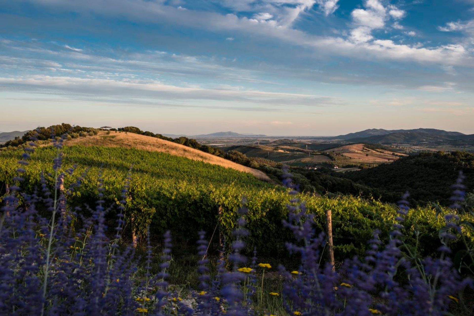 Tutto il meglio dei prodotti enogastronomici toscani fra Seggiano e Grosseto