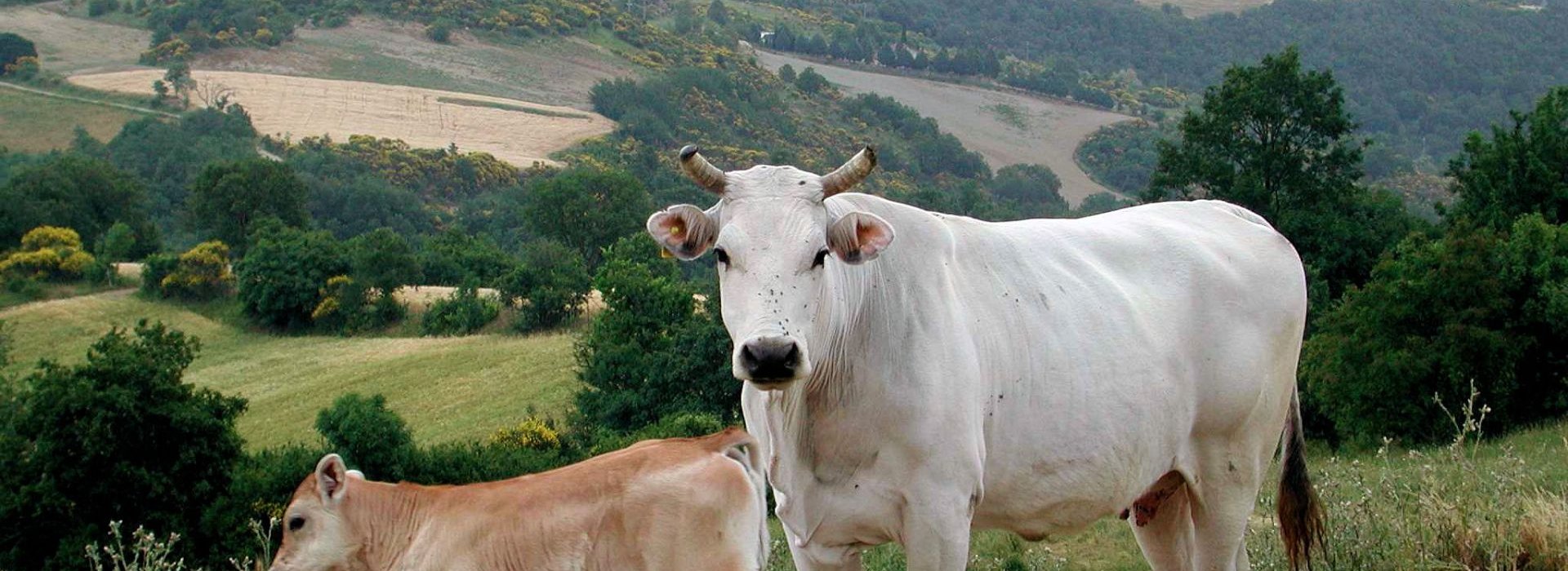 Tour della razza Chianina in Valdichiana Senese